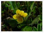 Viola biflora * Two-petalled Violet - Navaren - July 2007 * 3680 x 2760 * (3.0MB)